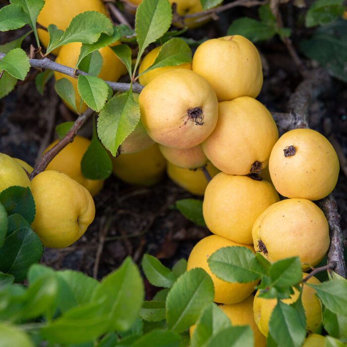 owoce-pigwowca-japonskiego_262