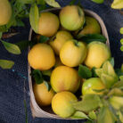 owoce-pigwowca-japonskiego_264