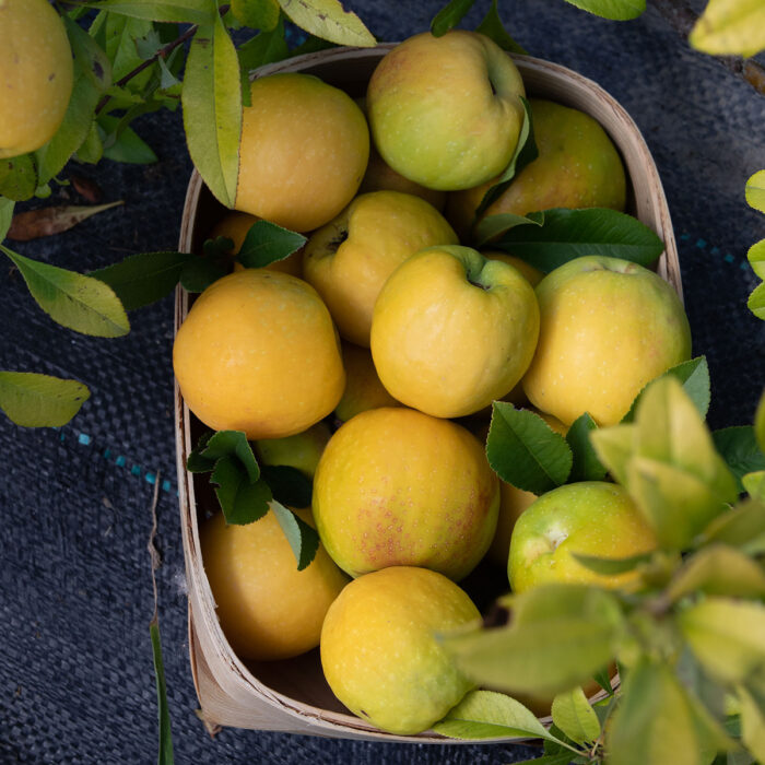 owoce-pigwowca-japonskiego_264