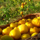 owoce-pigwowca-sortowane_4