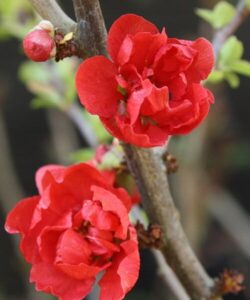 Sadzonka pigwowca Red Joy Doniczka