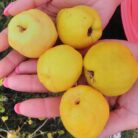 sadzonki-pigwowca-cido-w-donicz_196