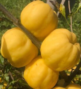 Hurt 20szt Sadzonki pigwowca CIDO Doniczka