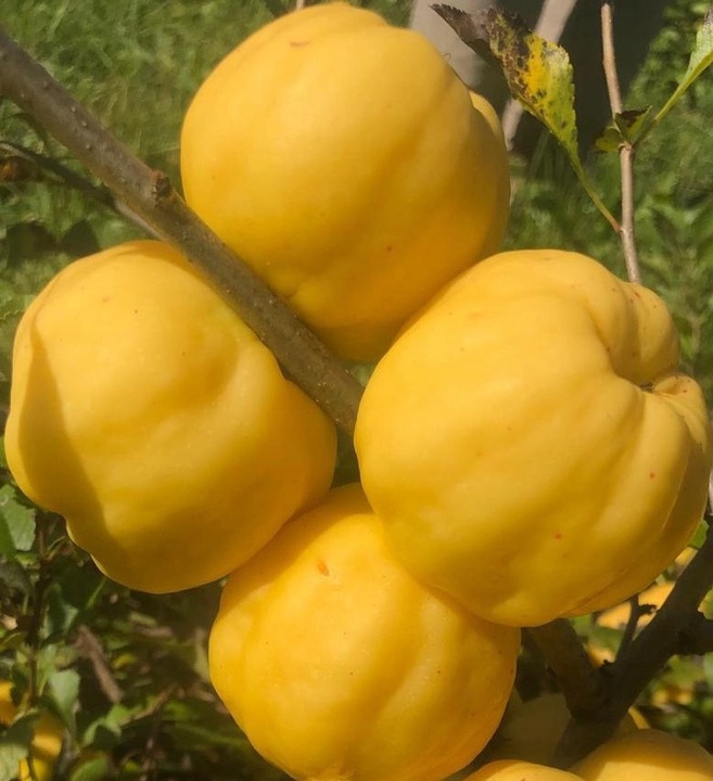 sadzonki-pigwowca-japonskiego-2_194 sadzonki-pigwowca-japonskiego-2_194