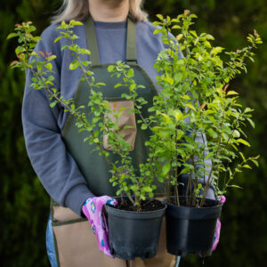 Sadzonka pigwowca CIDO Doniczka