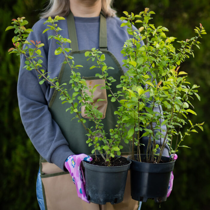 sadzonki-pigwowca-japonskiego_1144