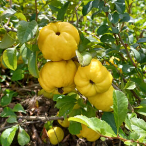 Sadzonka pigwowca Nicoline Doniczka